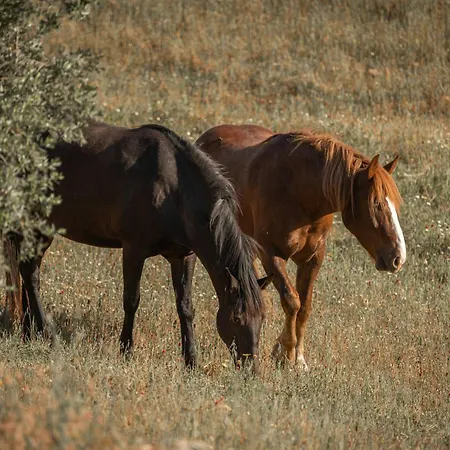Casa vacanze Traditional Trullo With Pool Ostuni