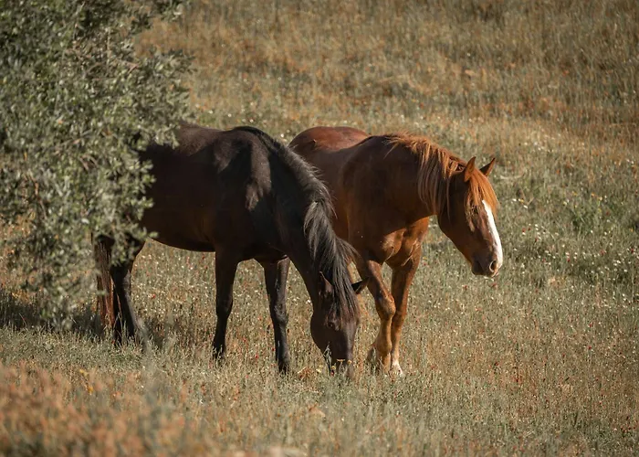 Traditional Trullo With Pool Сasa de vacaciones *